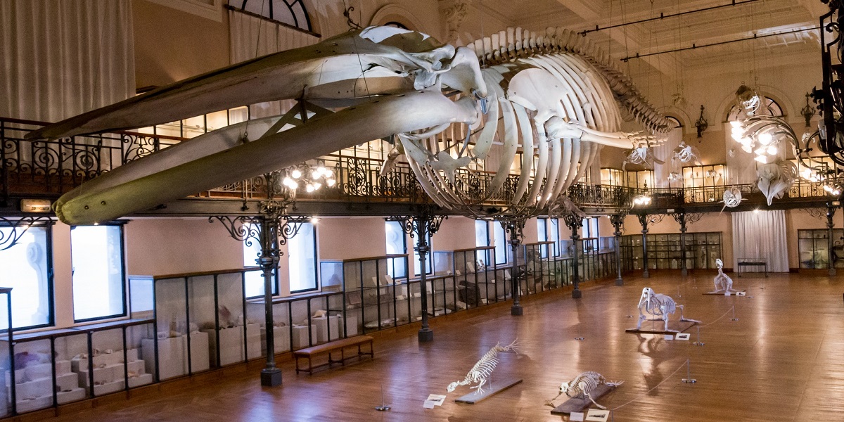 Скелеты млекопитающих в океанографическом музее Монако