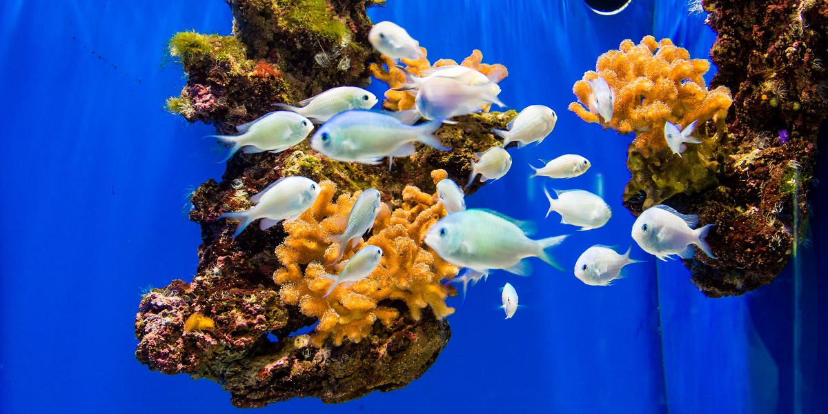 Рыбы в океанографическом музее Монако
